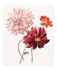 Download Premium Illustration Of Colorful Dahlias Vintage Illustration Digital Flowers Flower Illustration Illustration Wall Art