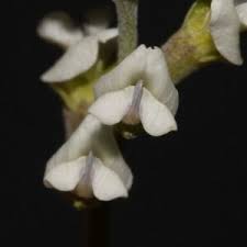 Image result for Senecio speciosus