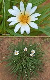 Image result for Gazania krebsiana