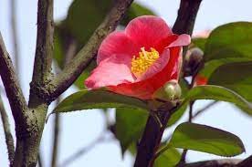 Camellia Japonica Korean Fire Camellia Korean Fire Korean Fire Camellia Cold Hardy Camellias Red Flowers Spring Ca Fire Flower Japonica Spring Blooms
