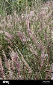 Pink Cattail grass in wetland Stock Photo - Alamy