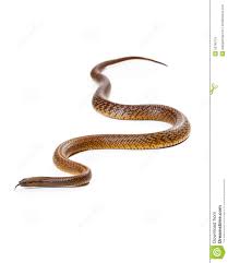 Am gefährlichsten sind der inlandtaipan, die braunschlange, der östliche taipan und die tigerotter. Gefahrliche Giftige Inlandische Taipan Schlange Stockbild Bild Von Platz Exemplar 53798775