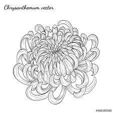 Being a flower with such positivism, it has naturally become a favorite motif in tattoo art. Chrysanthemum Vector On White Background Chrysanthemum Flower By Hand Drawing Floral Tattoo Highly Detailed In Line Art Style Stock Vector Adobe Stock