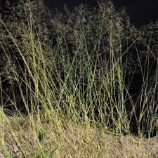 Image result for Eragrostis cylindriflora