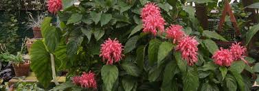 Families love the quaint old world village, as well as the downtown area, which has a variety of restaurants and shops to check out. Justicia Species Brazilian Plume Flamingo Flower Jacobinia Pine Bur Begonia Justicia Carnea