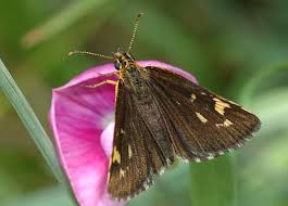 Image result for Heteropterus morpheus