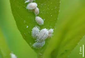 See more ideas about insects, beautiful bugs, bugs and insects. Mealybugs Cannabis How To Identify Get Rid Of It Quickly