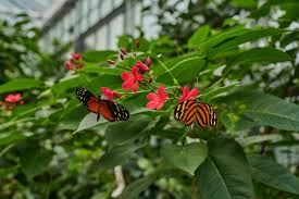 Wir danken für die freundliche unterstützung. Bluten Und Schmetterlingshaus Im Palmengarten Bsh Palmengarten De