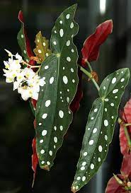 Pin On Flora