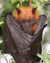 Giant Golden Crowned Flying Fox Bat Facts And Information Fox Bat Bat Species Bat Mammal