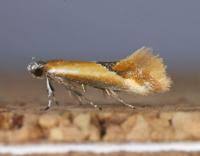 Image result for Batia internella