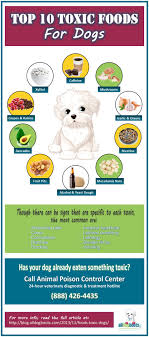 Onions aren't healthy for dogs, but unlike grapes, where even a small amount can be toxic, onion toxicity depends on how much of an onion a dog consumes. Foods That Are Toxic To Dogs 10 Foods To Avoid Alldogboots Blog