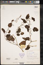 Image result for Cissus bathyrhakodes