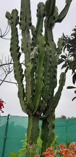 It depends on the plant. Euphorbia Ingens E Mey Ex Boiss Cactus Euphorbia Trees Of South Africa Pl Ntnet Identify