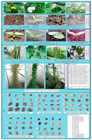 Image result for Vigna reticulata