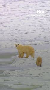 Leonardo Dicaprio On Instagram Global Warming In The Arctic Doesn T Only Mean Ice Sheets Melting Here Are 4 Other U Arctic Global Warming Leonardo Dicaprio