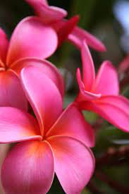 Pin On Plumeria Flowers