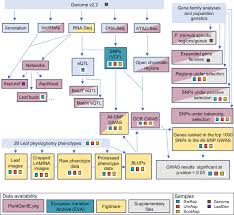 An Improved Chromosome-scale Genome Assembly and Population Genetics  resource for Populus tremula