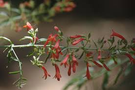 Image result for Acanthopale confertiflora