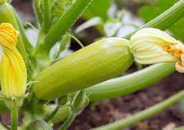 Growing a bumper crop of zucchinis or other types of summer and. The Growth Stages Of A Zucchini Plant Miss Chen Garden Manage Gfinger Is The Best Garden Manage App