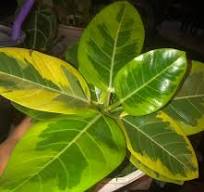 Is it a golden pothos or a ficus?