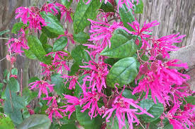 We did not find results for: How To Grow Chinese Fringe Flowers Loropetalum Gardener S Path