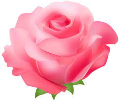 Clip Art Pink Rose Pink Rose Png