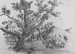 See apple tree drawing stock video clips. Apple Tree Drawing By Jim Hubbard