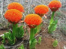 Image result for Scadoxus puniceus