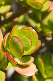 I hope that you enjoyed your labor day holiday. Types Of Succulents 15 Of The Best Succulent Plants Garden Design