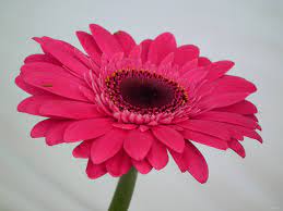 Gerbera Ruby Red Flower Meaning Best Flower Wallpaper