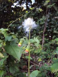 Image result for Crassocephalum crepidioides