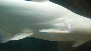 We will cover our favorites for eating algae in your tank. Big White Fish Swimming In Aquarium By Readbook Videohive