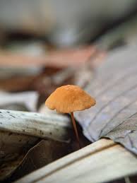 Image result for Marasmius siccus