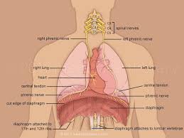 License Image The Diaphragm Is A Large Dome Shaped Muscle That Separates The Chest And Abdominal Cavit Respiratory Human Anatomy And Physiology Medical Anatomy