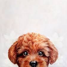 toy poodle red brown dog illustration original painting print framed art print by miartdesigncreation vector black toy poodle red dog illustration toy poodle