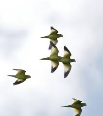 Maybe you would like to learn more about one of these? White Winged Parakeet Birdfinding Info