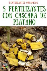 5 Fertilizantes Con Cascara De Platano Mas Frutos Potasio Cosas Del Jardin Plantas De Banano Plantas De Tomate Abono Natural Para Plantas