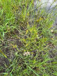 Image result for Fimbristylis dichotoma