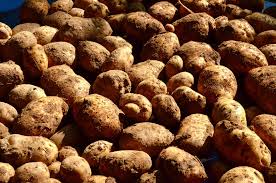 Proportion de gros tubercules : Pomme De Terre Bintje Culture Recolte Et Consommation Ooreka