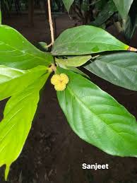 Image result for Blepharispermum pubescens