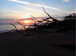 Boneyard beach is one of those family friendly places near jacksonville fl that most. Big Talbot Island State Park A Florida State Park Located Near Atlantic Beach Fernandina Beach And Jacksonville