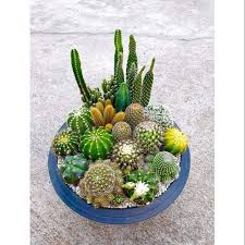 We did not find results for: Cactus Dish Garden For Outdoor Shopee Philippines