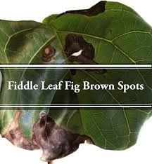 Our favorite way to dislodge spider mites is with a jet of water. Fiddle Leaf Fig Brown Spots A Complete Guide Gardening Brain