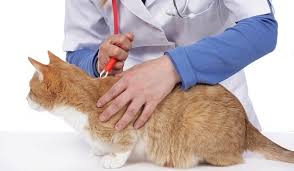 Ticks on cats and dogs when living in the country are fairly common it seems or put it this way, they are not uncommon. Tick Paralysis In Cats Clinical Signs Treatment Prognosis