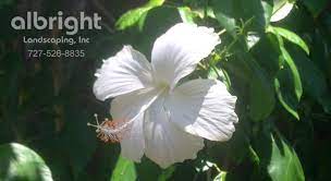 Weeping Hibiscus Tree White Tropical Flowers Hibiscus Flower Drawing Dried Hibiscus Flowers Hibiscus Tree