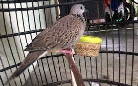 Cara merawat burung puter mabung agar cepat selesai dan tetap gacor. Cara Membuat Burung Derkuku Kelantan Rajin Bunyi Info Guyub Rukun Derkuku Puter Pelung
