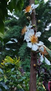 Image result for Lobelia welwitschii