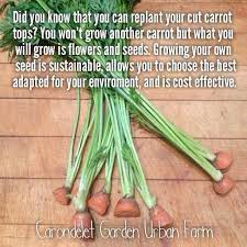 Gardenscience Growing Carrots Food Garden Growing Vegetables