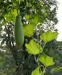 Image result for Lagenaria siceraria